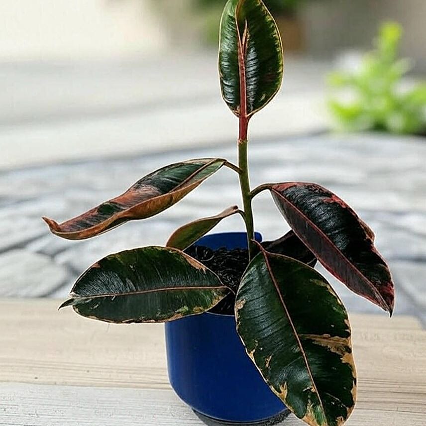 Vibrant Ficus Elastica Ruby Pink in Blue Pot 6 inches