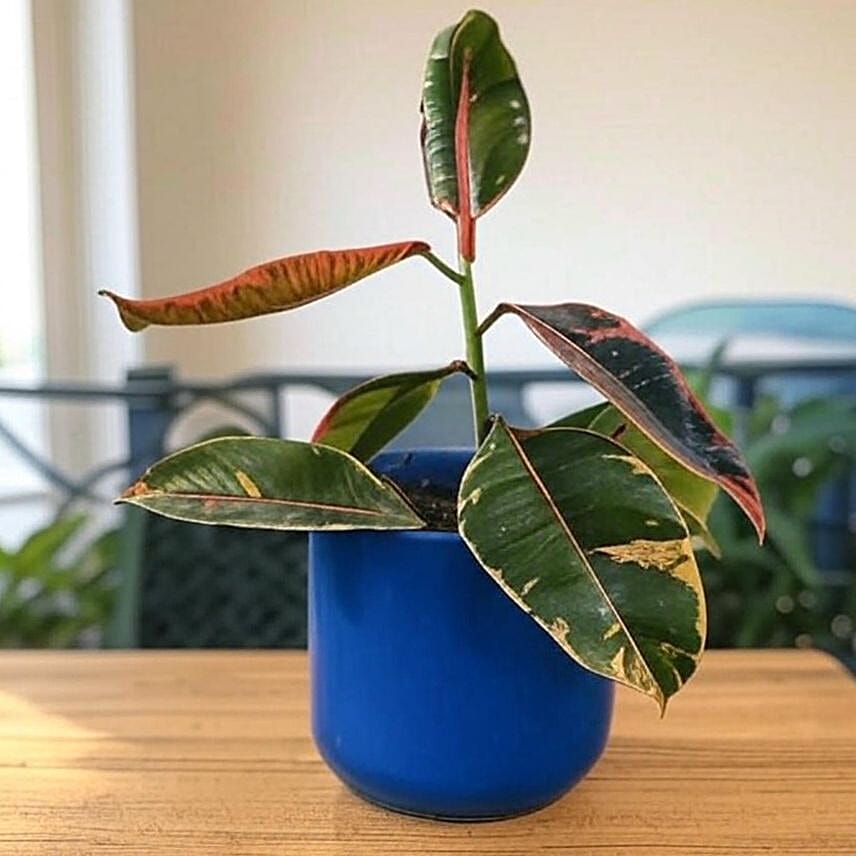 Vibrant Ficus Elastica Ruby Pink in Blue Pot 6 inches