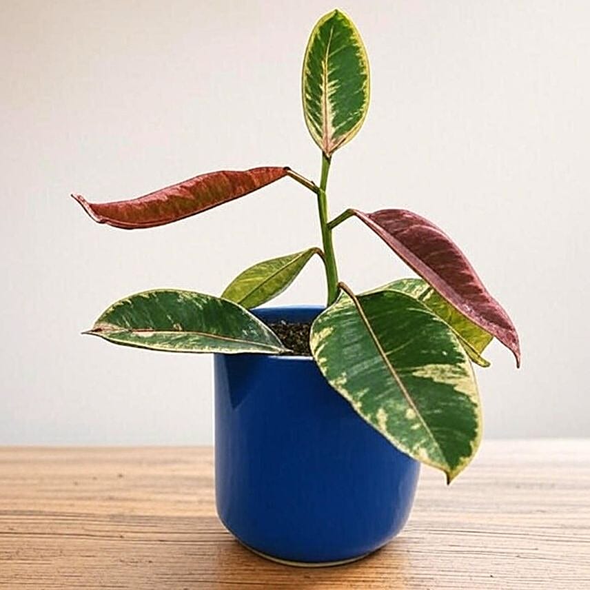 Vibrant Ficus Elastica Ruby Pink in Blue Pot 6 inches