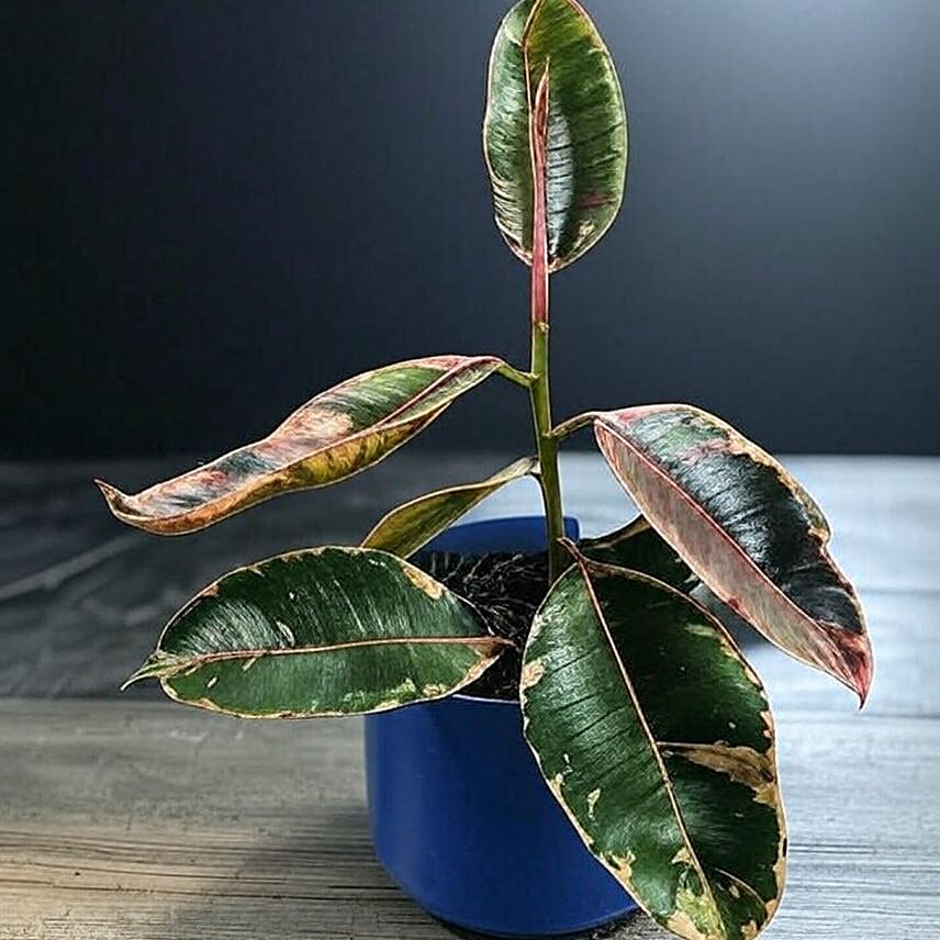 Vibrant Ficus Elastica Ruby Pink in Blue Pot 6 inches