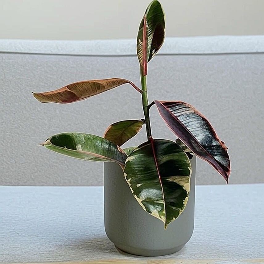 Vibrant Ficus Elastica Ruby Pink in Grey Pot 6 inches
