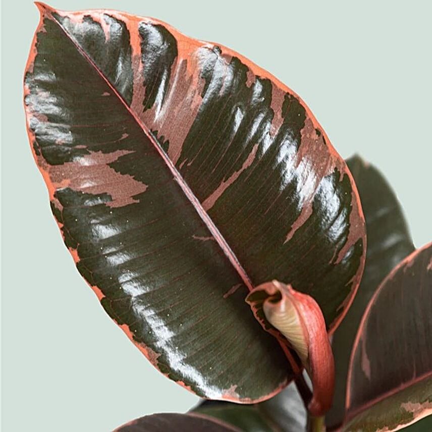 Vibrant Ficus Elastica Ruby Pink in Grey Pot 6 inches