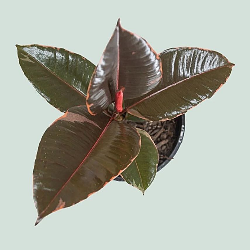 Vibrant Ficus Elastica Ruby Pink in Grey Pot 6 inches