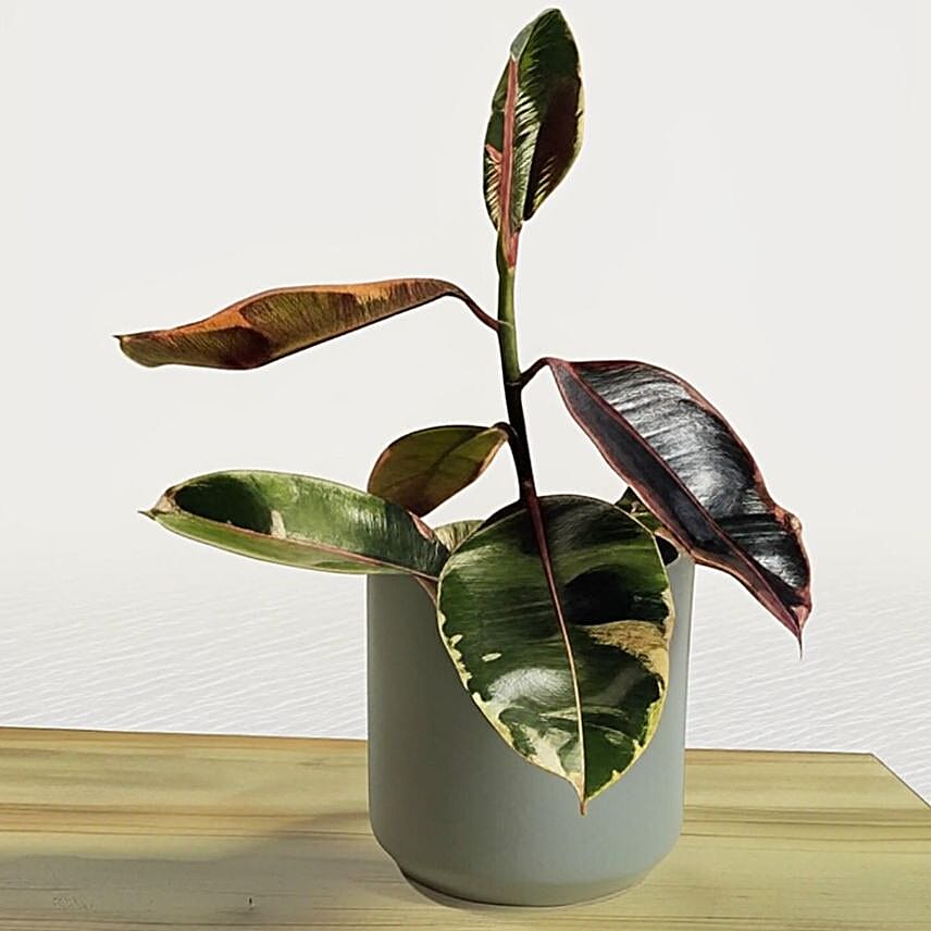 Vibrant Ficus Elastica Ruby Pink in Grey Pot 6 inches