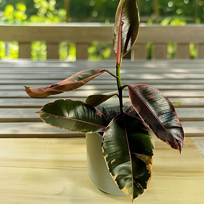 Vibrant Ficus Elastica Ruby Pink in Grey Pot 6 inches