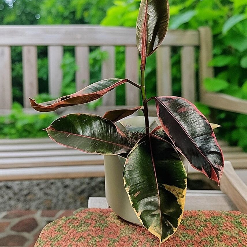 Vibrant Ficus Elastica Ruby Pink in Grey Pot 6 inches