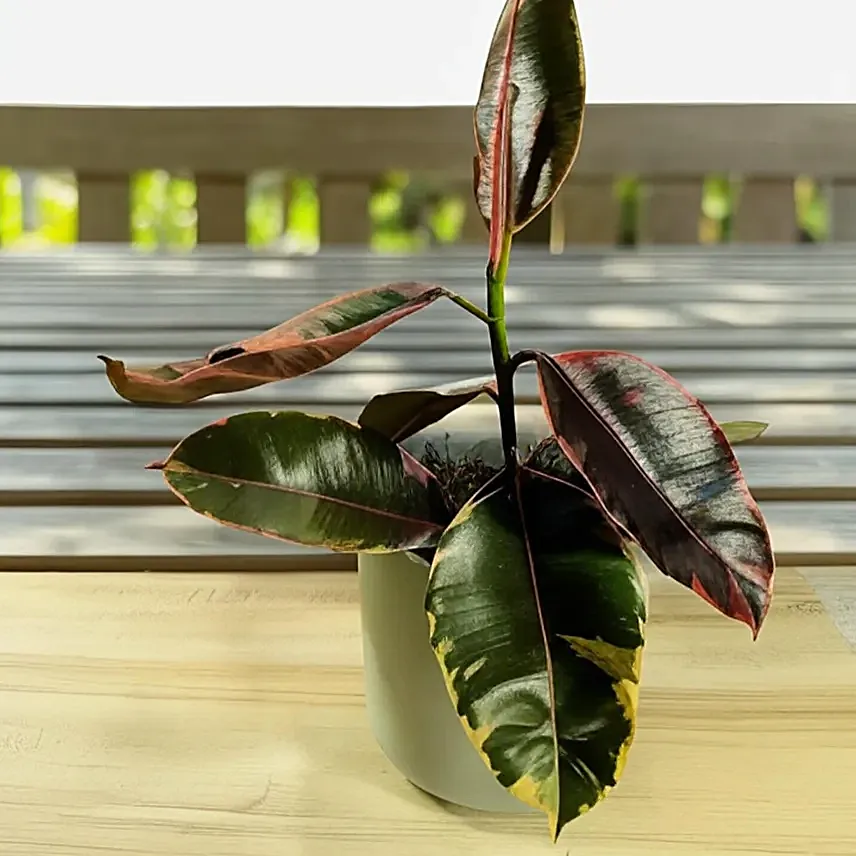 Vibrant Ficus Elastica Ruby Pink in Grey Pot 6 inches