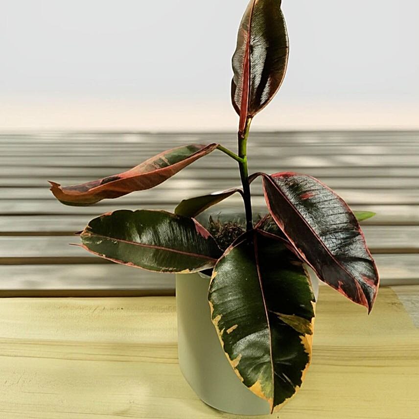 Vibrant Ficus Elastica Ruby Pink in Grey Pot 6 inches