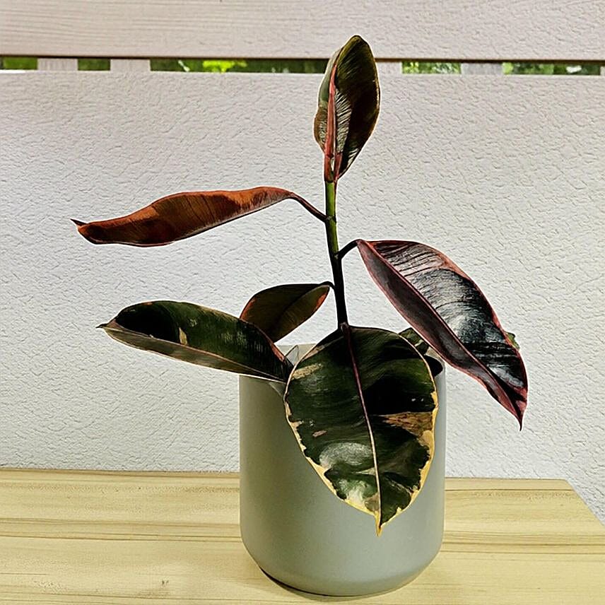 Vibrant Ficus Elastica Ruby Pink in Grey Pot 6 inches