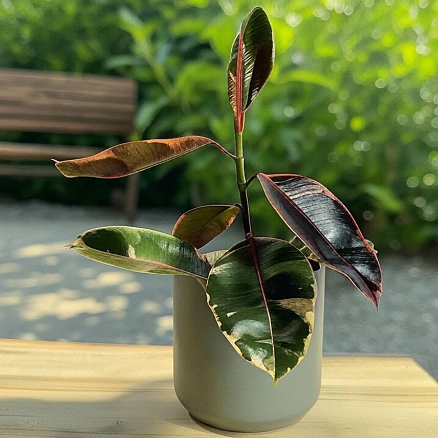 Vibrant Ficus Elastica Ruby Pink in Grey Pot 6 inches