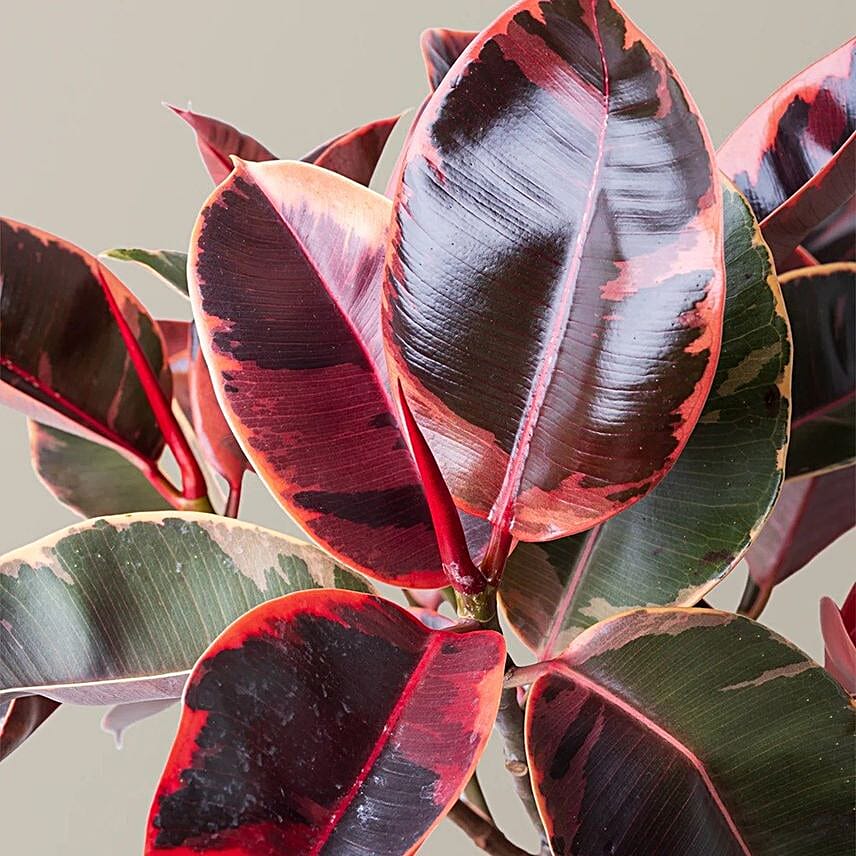 Vibrant Ficus Elastica Ruby Pink in Grey Pot 6 inches