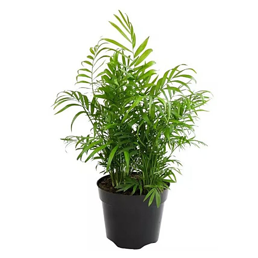 Parlor Palm Tabletop Gift 6 inches