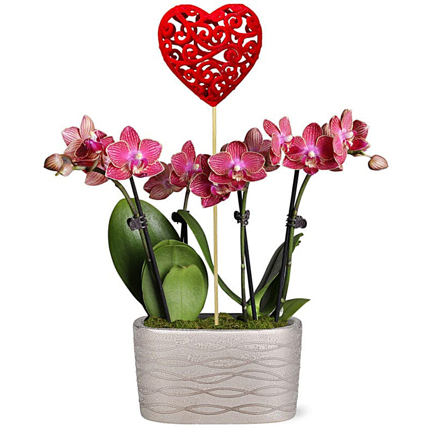 Beating Hearts Mini Orchid Garden