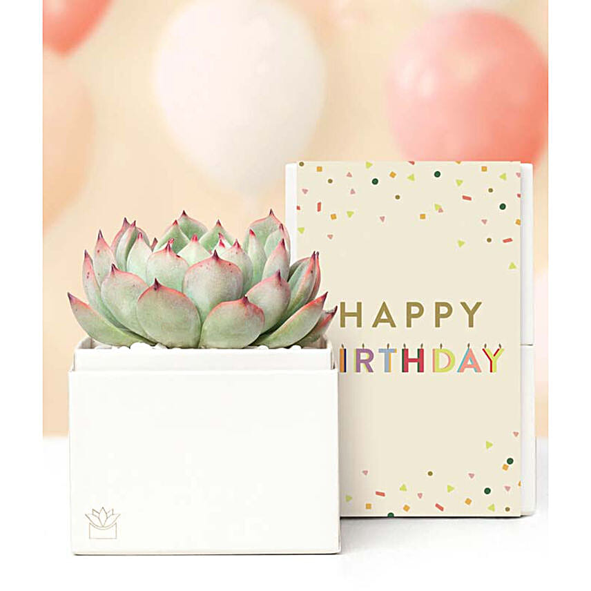 Birthday Bliss Succulent Gift