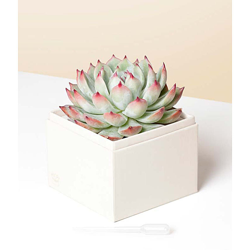 Birthday Bliss Succulent Gift