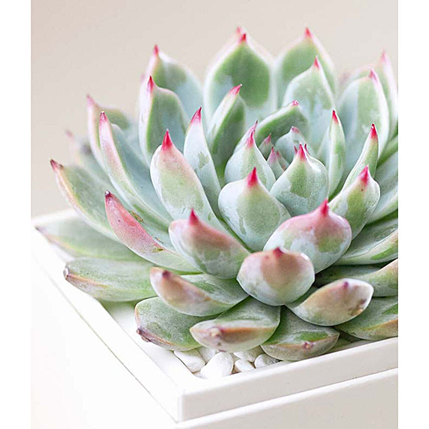 Birthday Bliss Succulent Gift