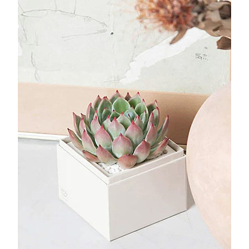 Birthday Bliss Succulent Gift