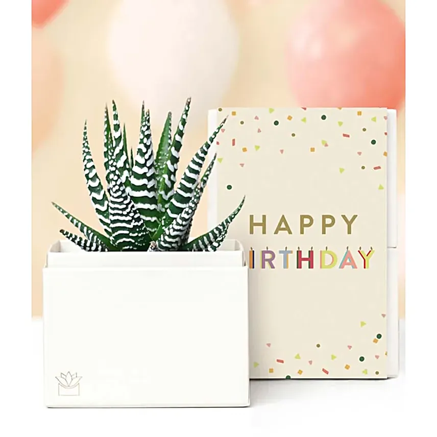 Birthday Zebra Succulent Gift