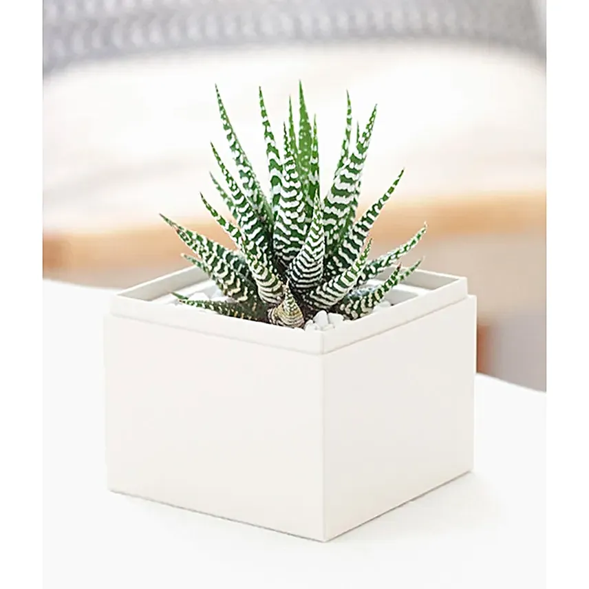 Birthday Zebra Succulent Gift