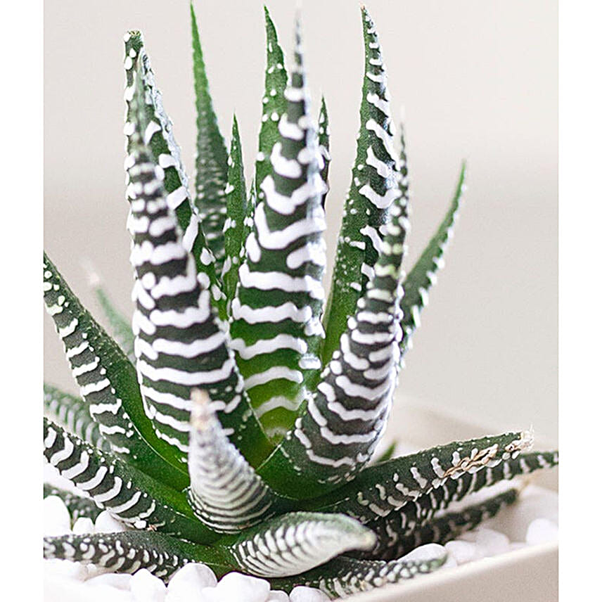 Birthday Zebra Succulent Gift