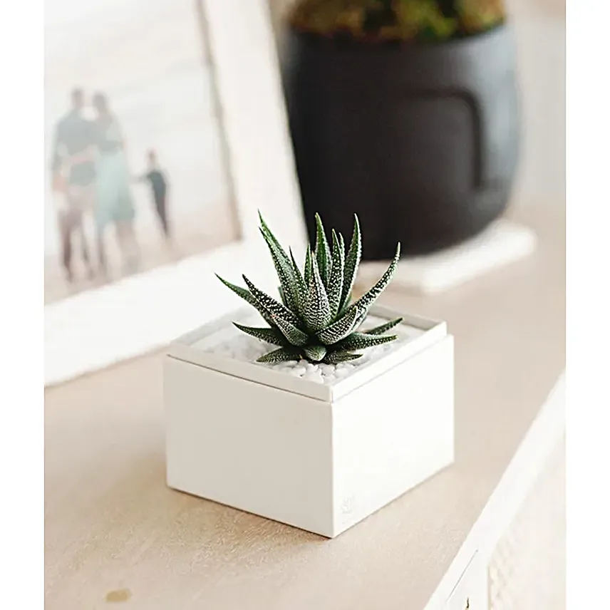 Birthday Zebra Succulent Gift