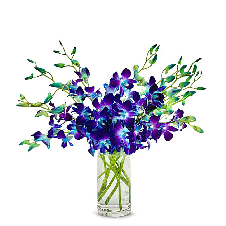 Bright Blue Dendrobium Orchids
