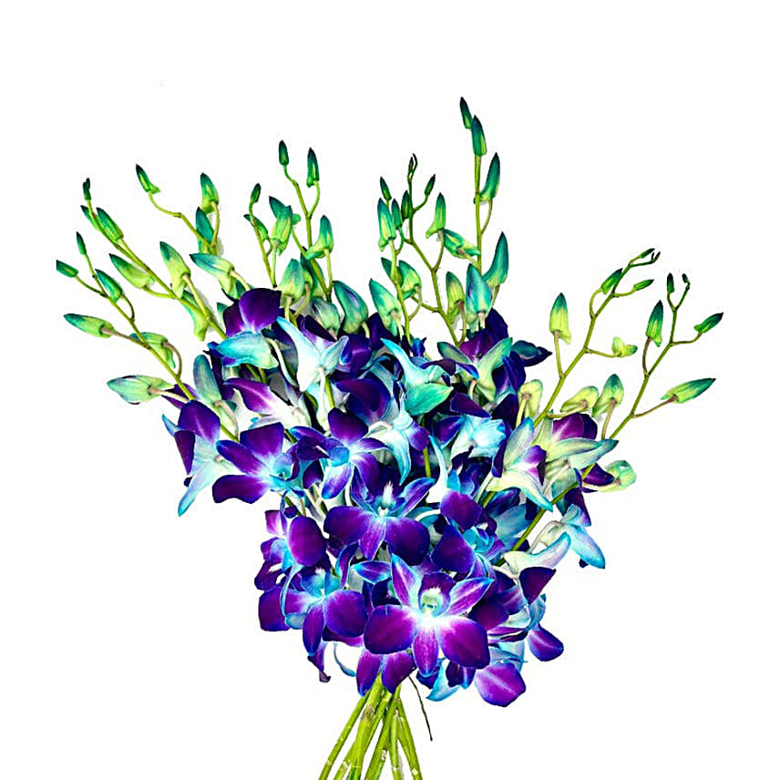 Bright Blue Dendrobium Orchids