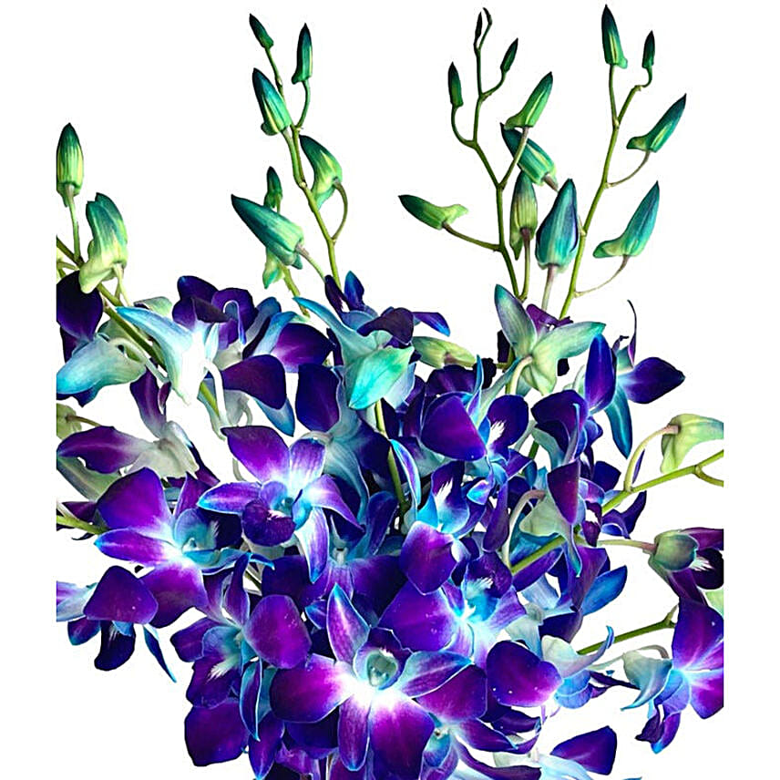 Bright Blue Dendrobium Orchids