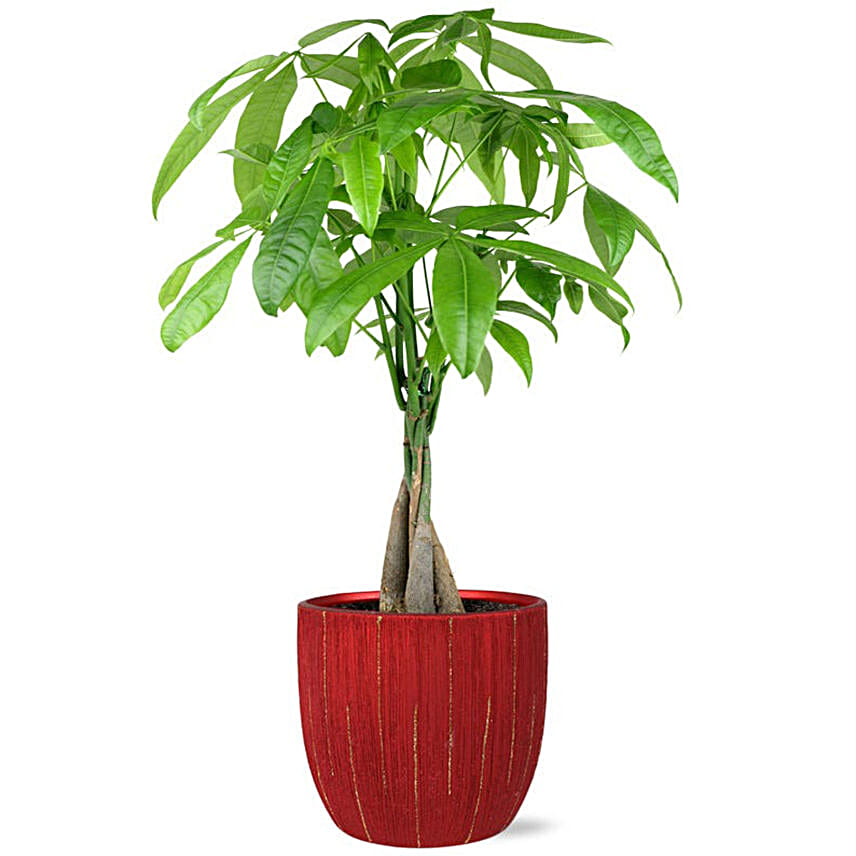 Glad Tidings Money Tree