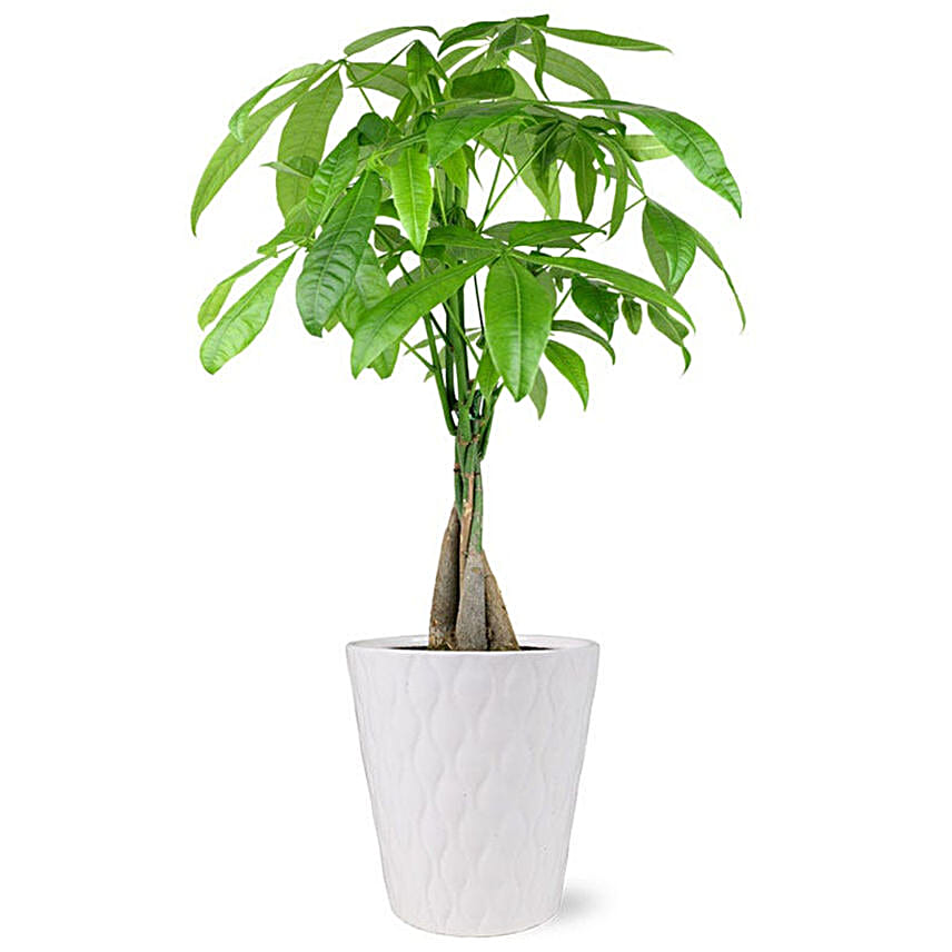 Good Fortune Money Tree