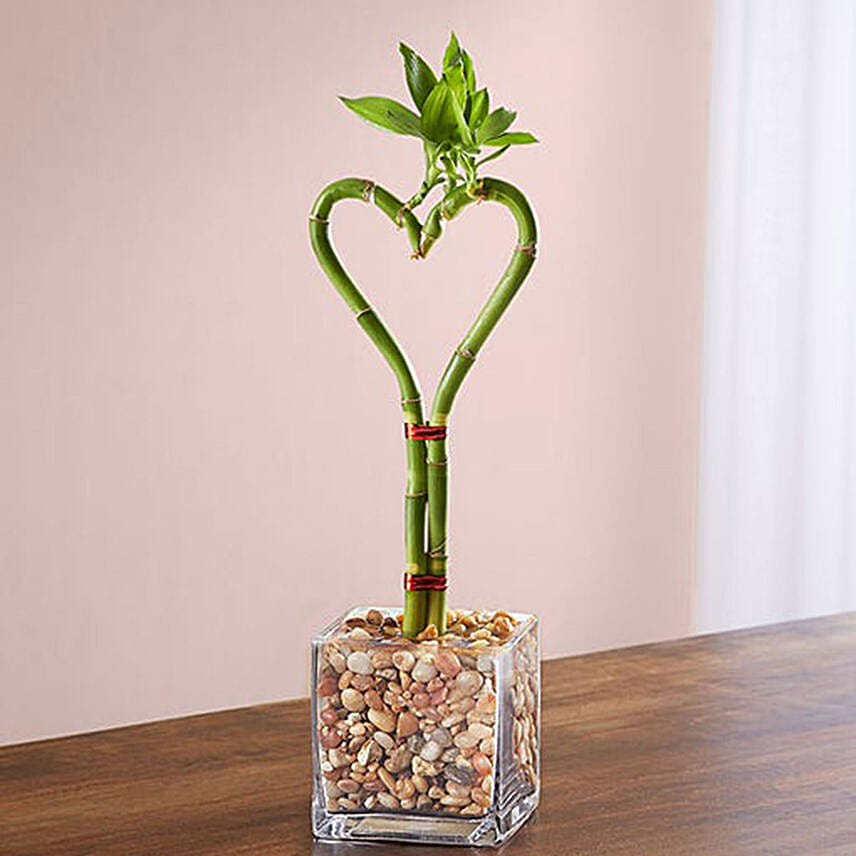 Heart Bamboo Plant