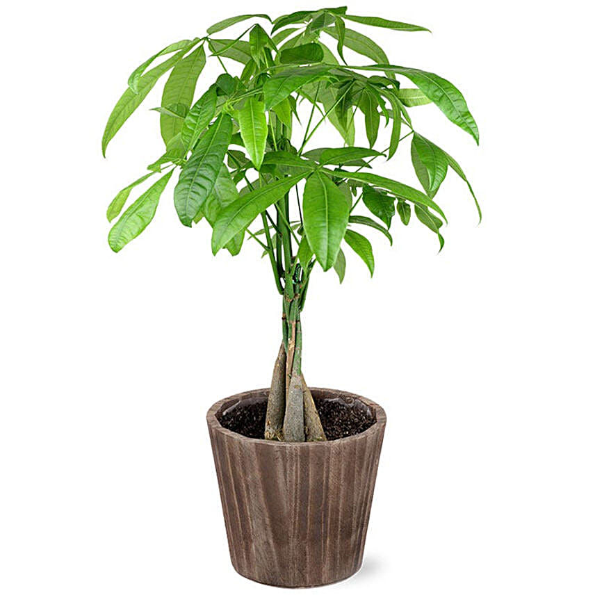 Majestic Money Tree