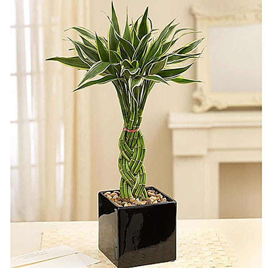 Modern Bamboo