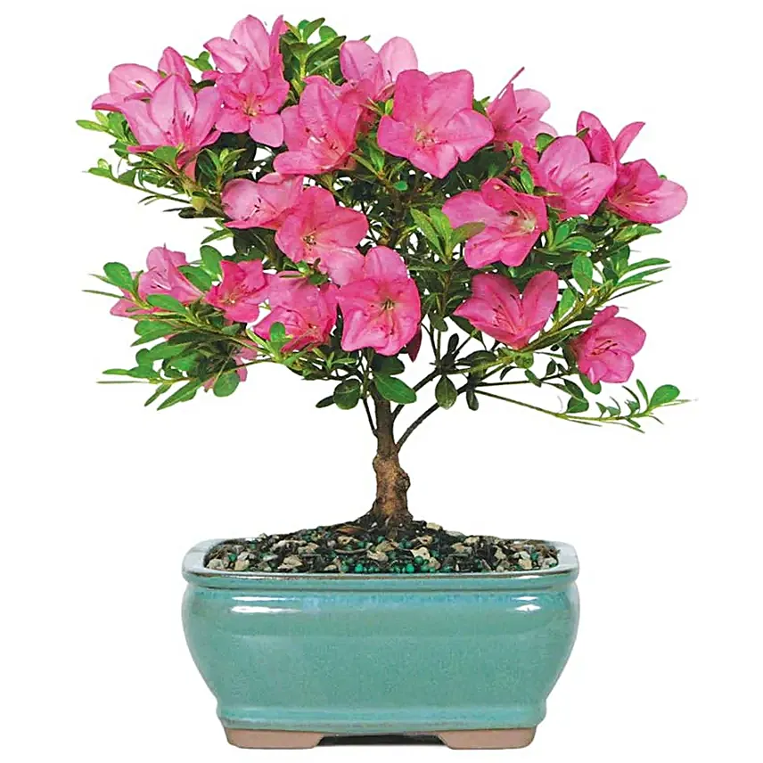 Pink Azalea Bonsai