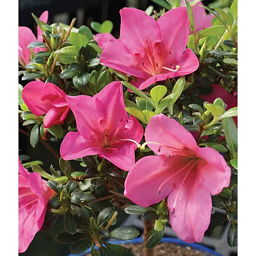 Pink Azalea Bonsai