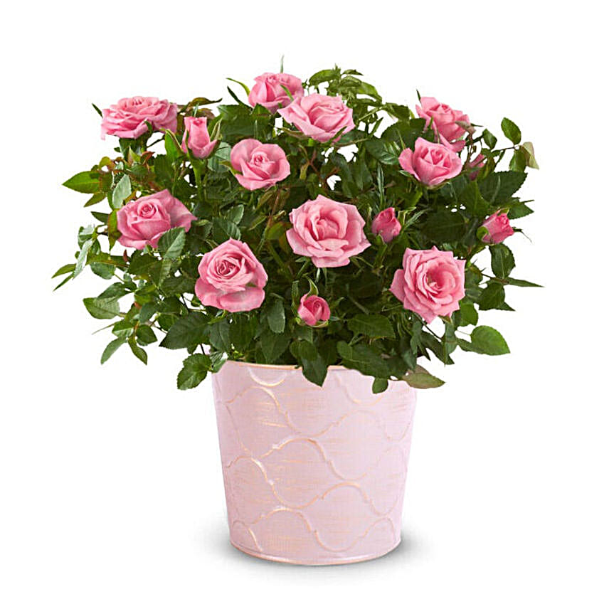 Pretty Pink Potted Rose Plant