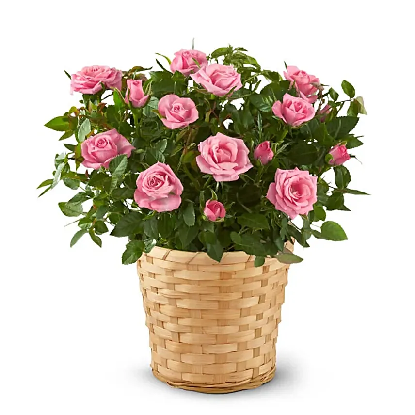 Pretty Pink Rose Plant