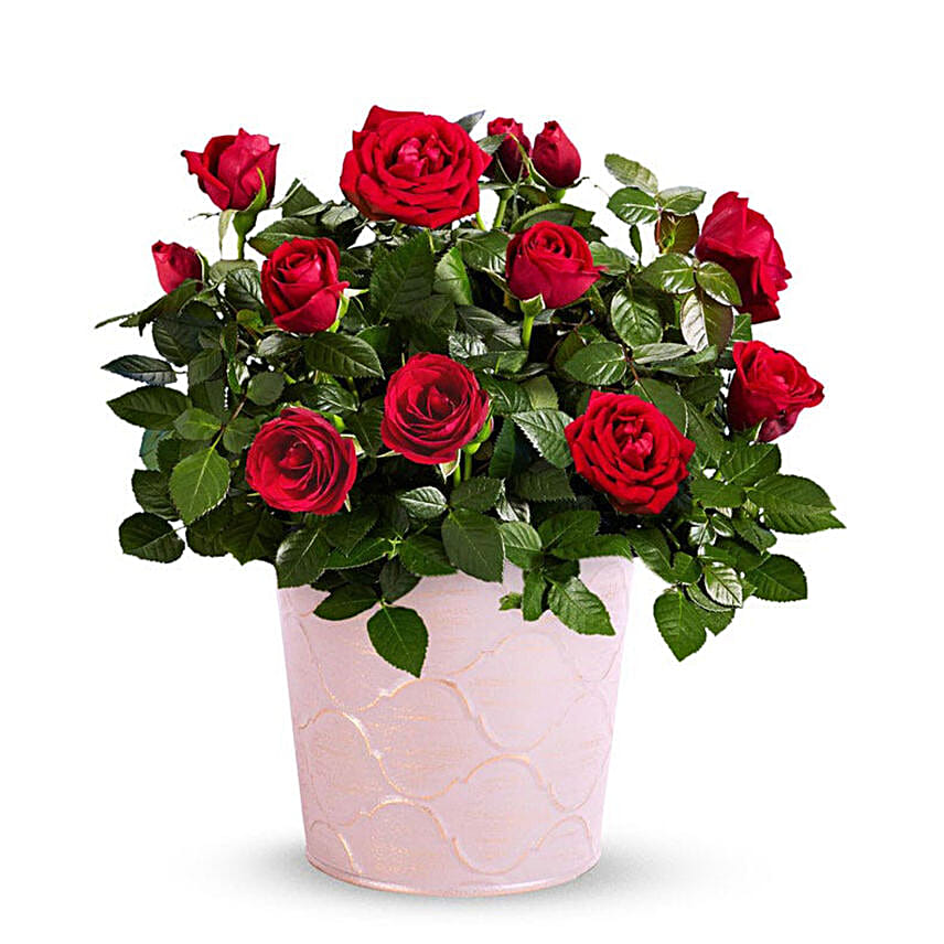 Radiant Red Rose Plants