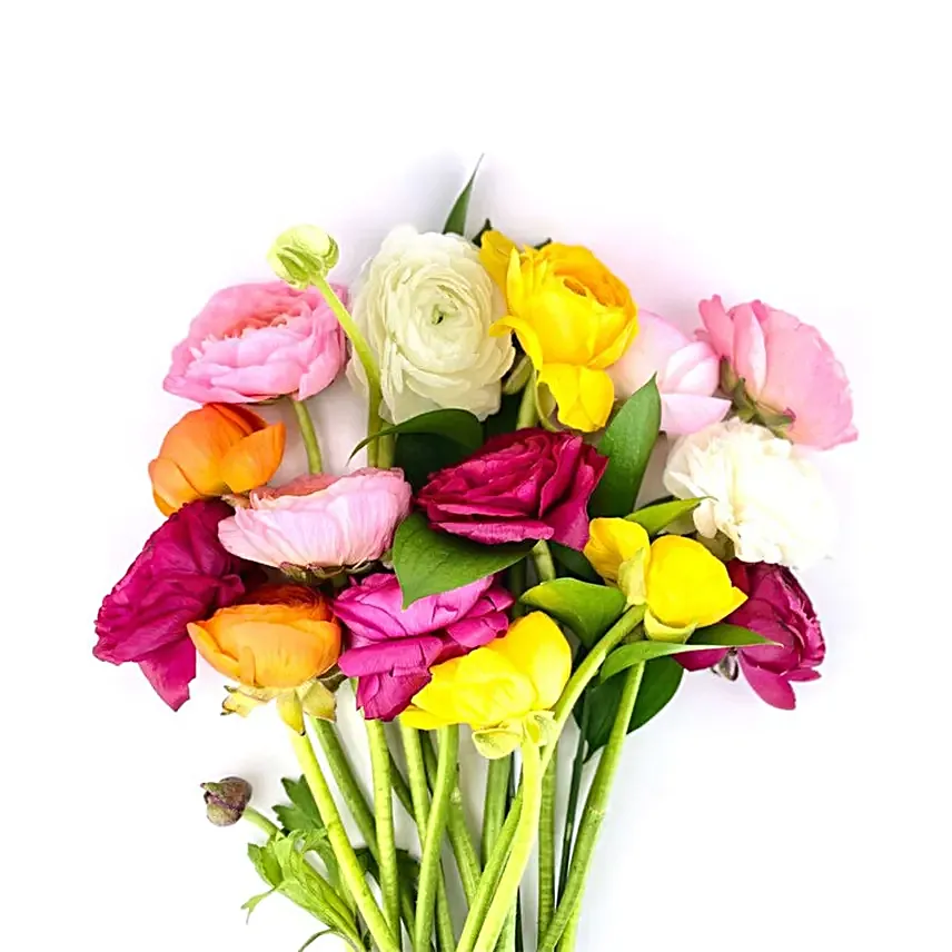 Rainbow Ranunculus