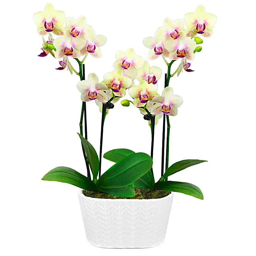 Sunny Smiles Orchid Duo
