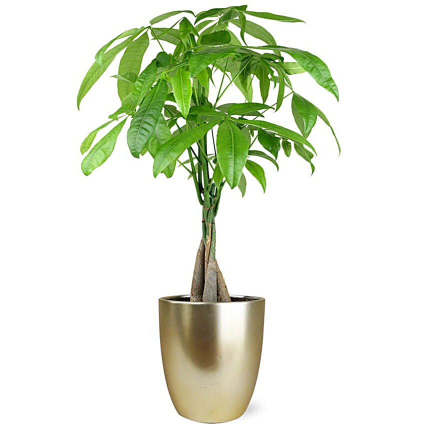 Whimsical Money Tree Gold