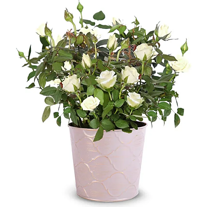 Whimsical White Rose Plant
