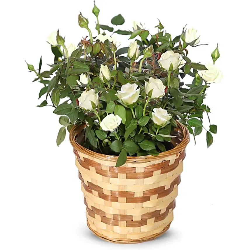 White Rose Plant