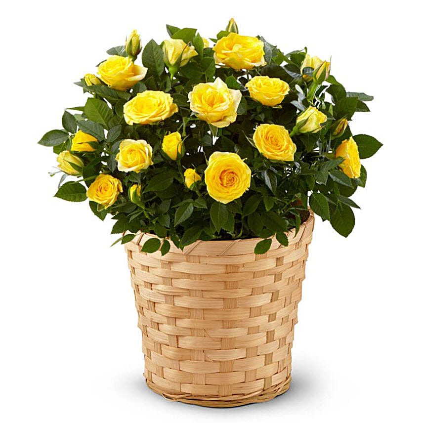 Yellow Rose Plant
