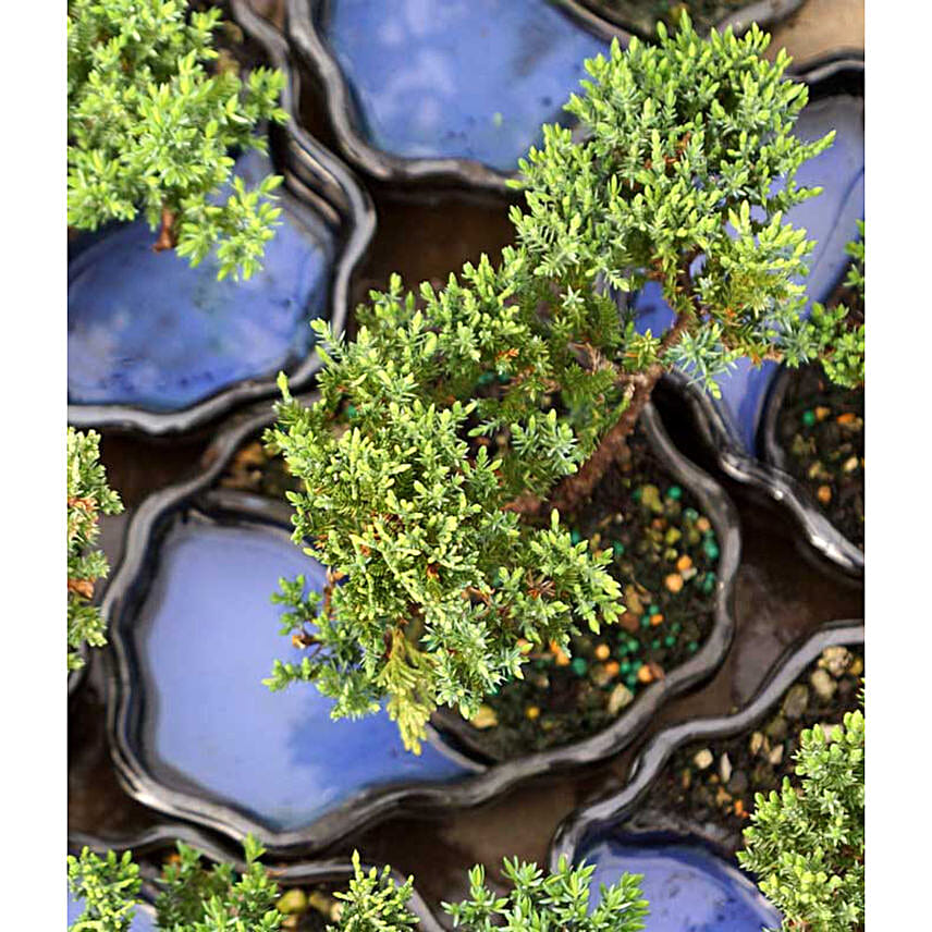 Zen Reflections Juniper Bonsai Plant