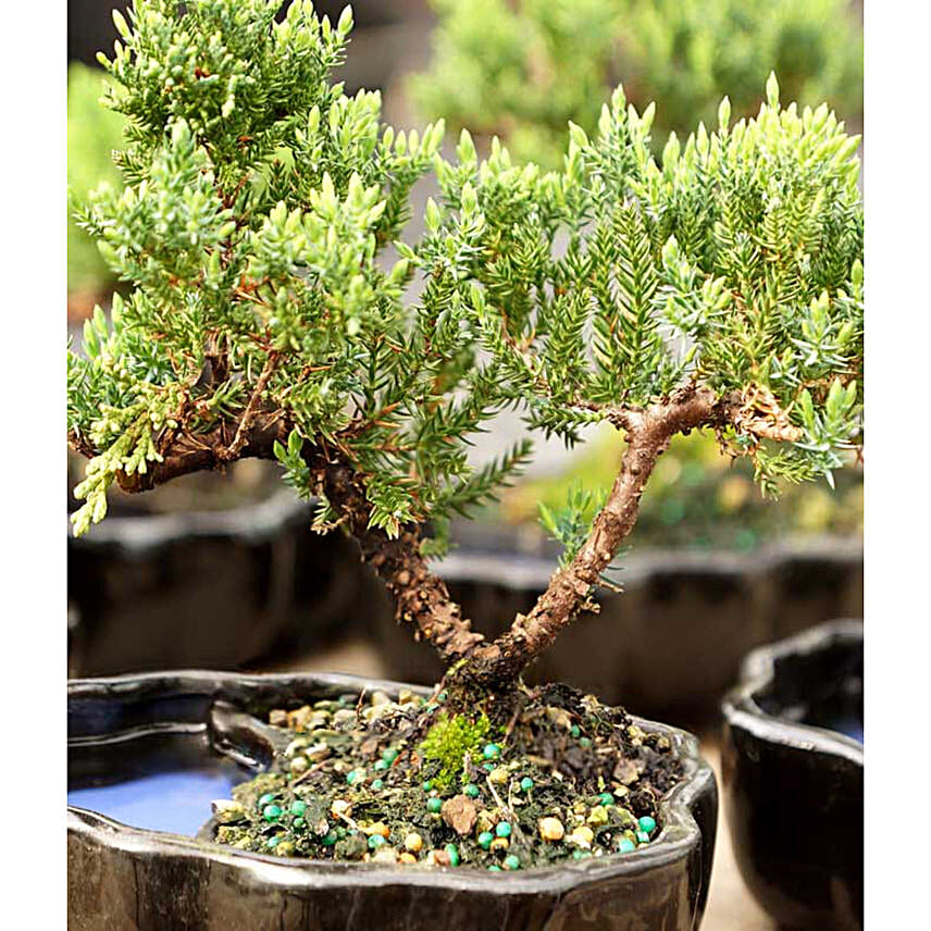 Zen Reflections Juniper Bonsai Plant