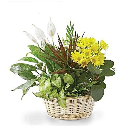 Beautiful Flowers Dish Garden:Plant Delivery in USA