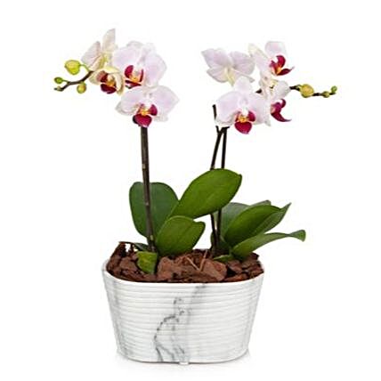 Mini Orchid Plant:Send Orchid Flowers to USA