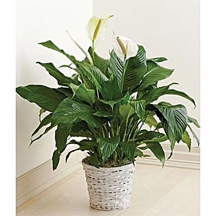 Peace Lily Plant Basket:Plant Delivery in USA