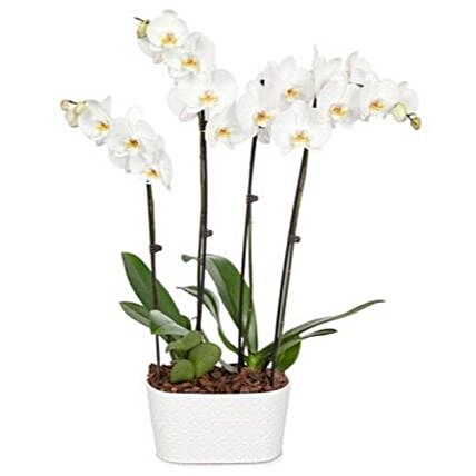 Snowy White Orchid Plant